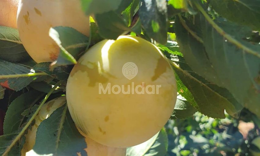 Ferme de vânzare în Fez: 25.000 m² de terenuri - view 9