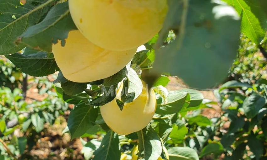 Fermes à Vendre à Fès : 25 000 m² de Terres Fermes à Vendre à Fès : 25 000 m² de Terres