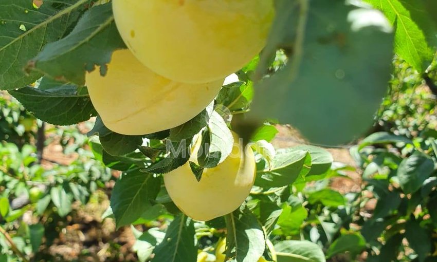 Ferme de vânzare în Fez: 25.000 m² de terenuri - view 8