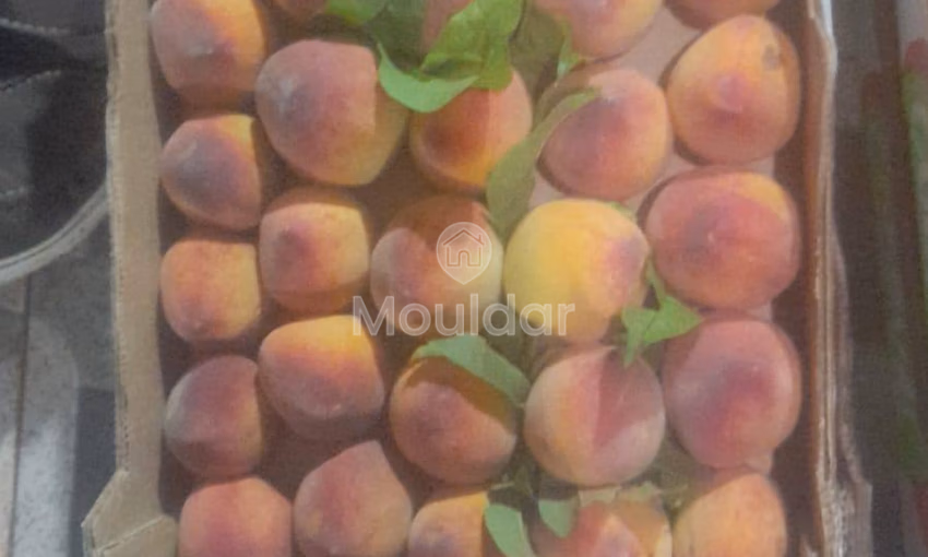 Fermes à Vendre à Fès : 25 000 m² de Terres Fermes à Vendre à Fès : 25 000 m² de Terres