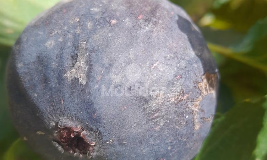 Fermes à Vendre à Fès : 25 000 m² de Terres Fermes à Vendre à Fès : 25 000 m² de Terres