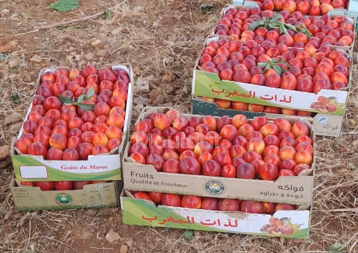 Fermes à Vendre à Fès : 25 000 m² de Terres Fermes à Vendre à Fès : 25 000 m² de Terres