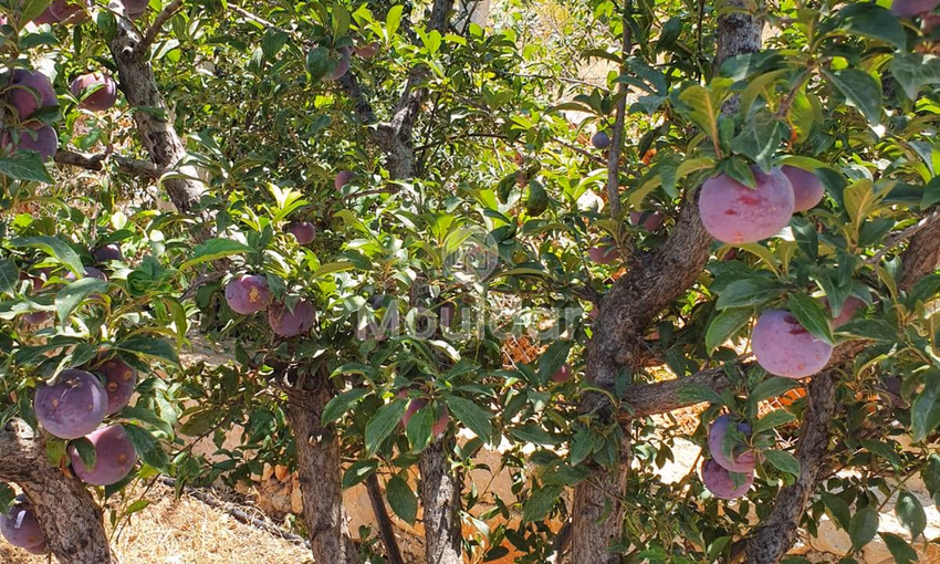 Fermes à Vendre à Fès : 25 000 m² de Terres