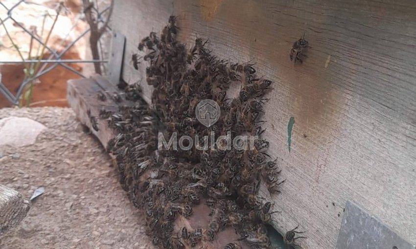 Ferme de vânzare în Fez: 25.000 m² de terenuri - view 3