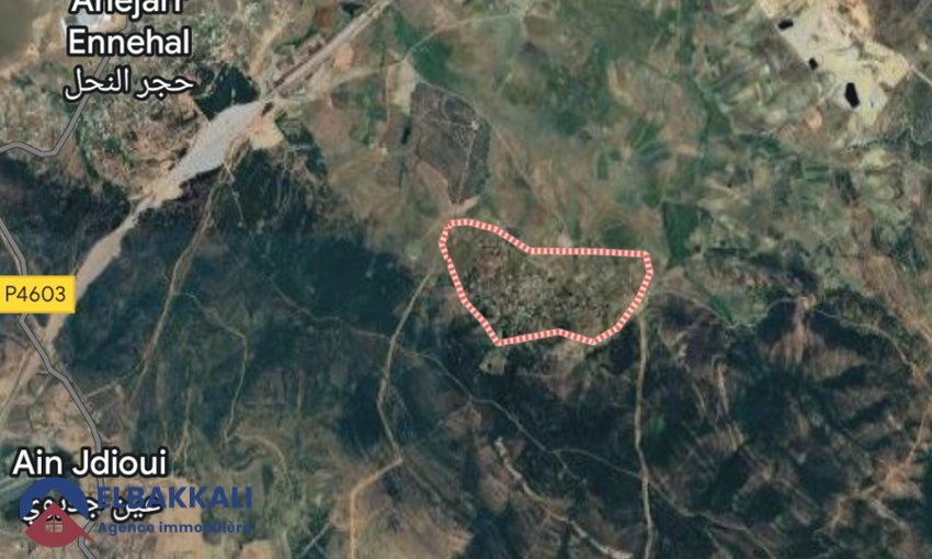 Agricultural Land Title for Sale in Tangier 183ha