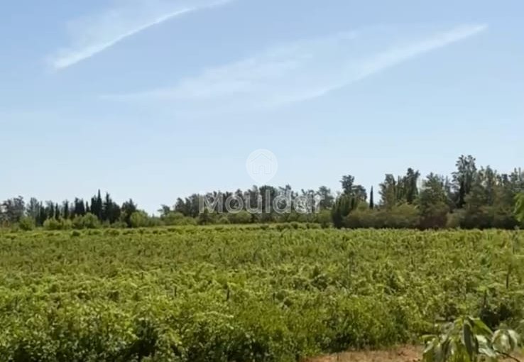 Riad de Luxe à Asilah : Évadez-vous dans le confort - view 8