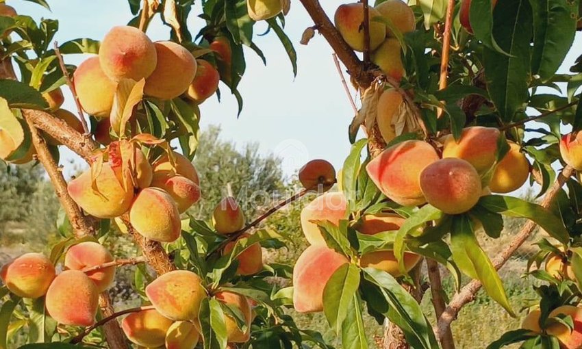 Fermă de Vânzare: 100.000 m² în Marrakech, Amezmiz - view 2