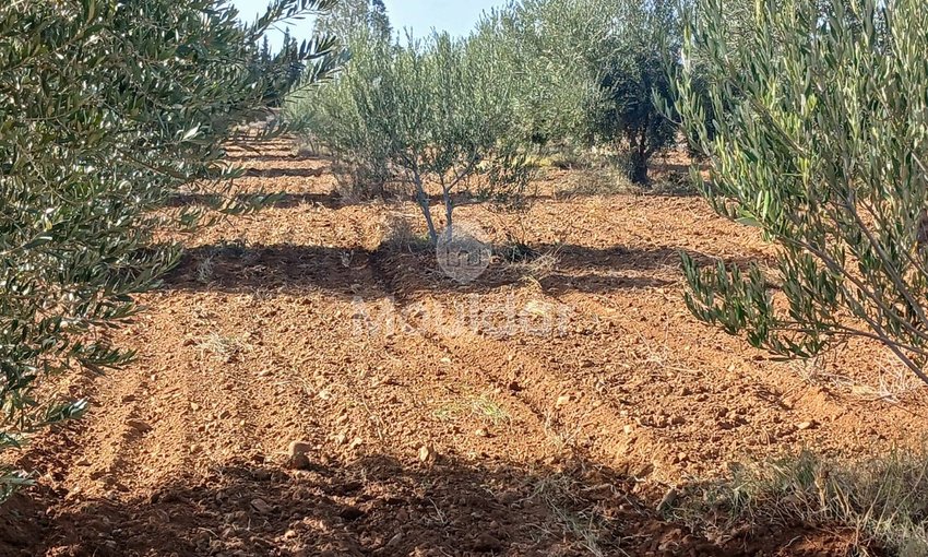 Fermă de Vânzare: 100.000 m² în Marrakech, Amezmiz - view 6