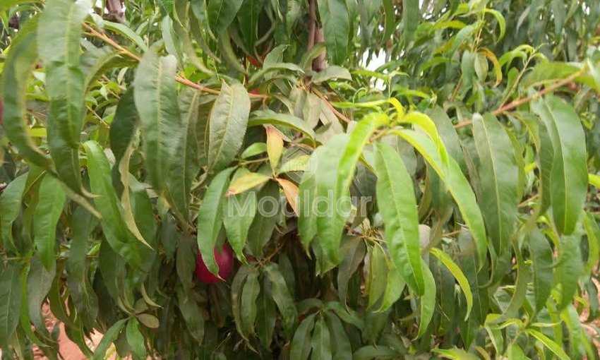 Ferma de vânzare în Meknès - view 6