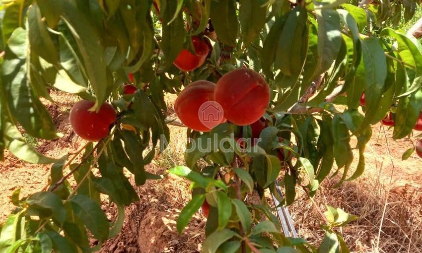 Ferma de vânzare în Meknès - view 15