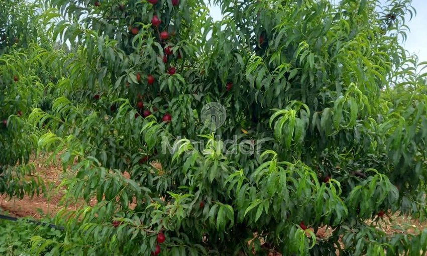 Ferma de vânzare în Meknès - view 16