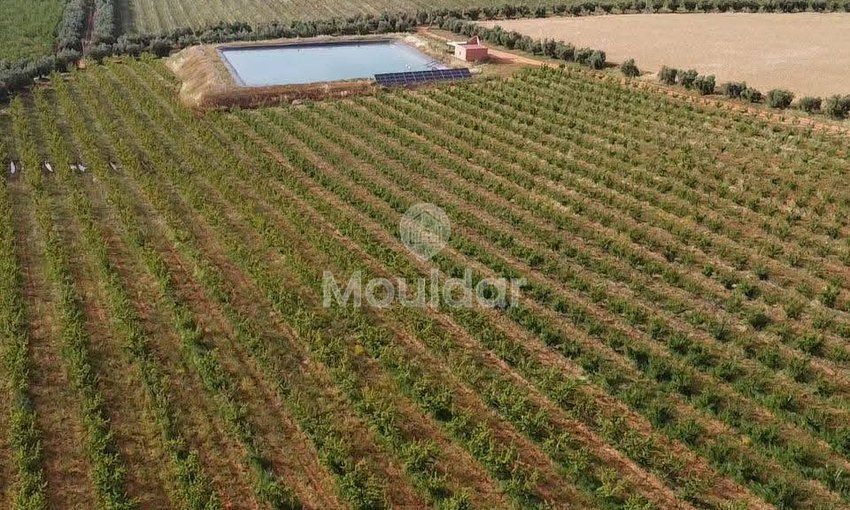 Ferma de vânzare în Meknès - view 4