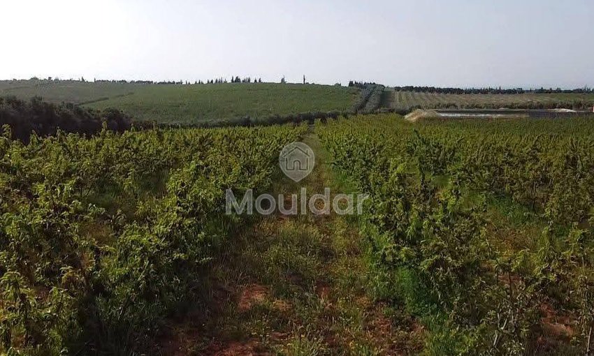 Ferma de vânzare în Meknès - view 2