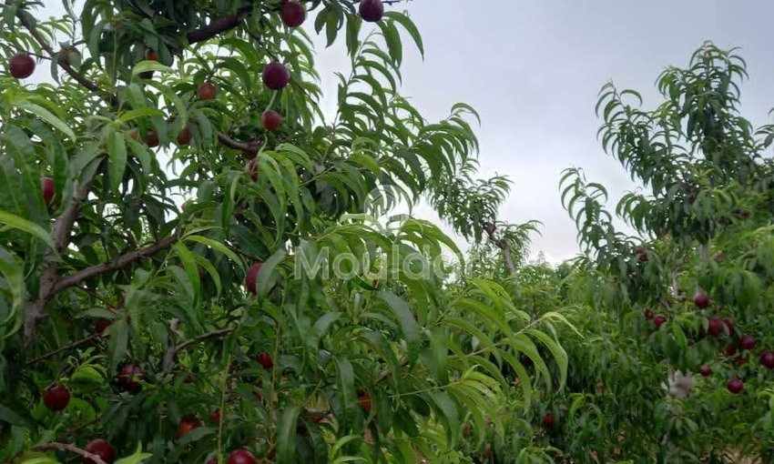 Ferma de vânzare în Meknès - view 14