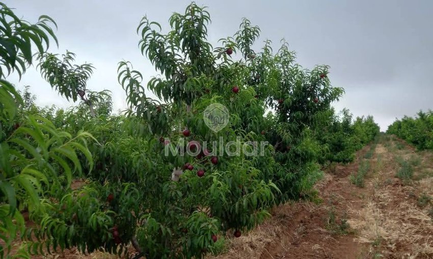 Ferma de vânzare în Meknès - view 11