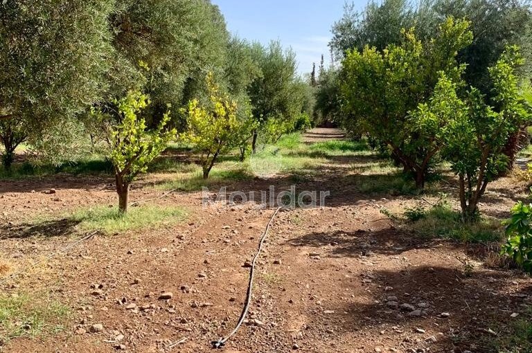 Villa à louer pour les vacances à Marrakech Route d'Ourika - view 10