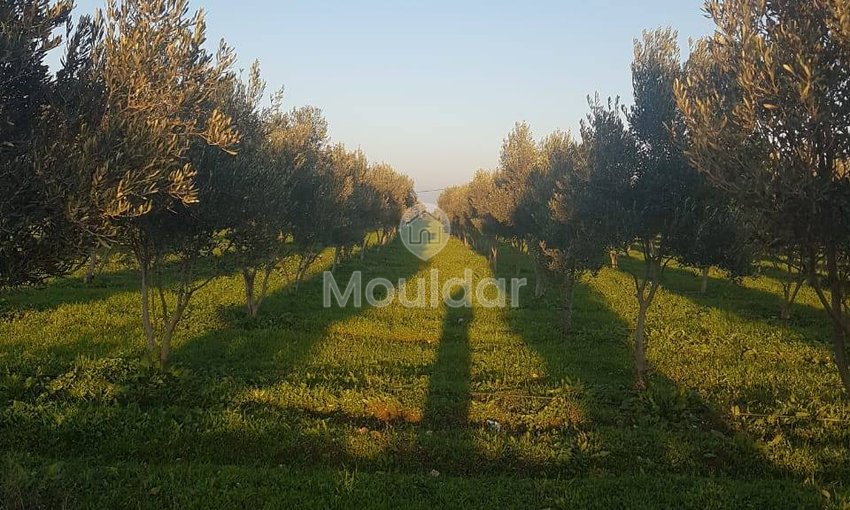 Ferme à vendre à Bouskoura de 21600 m² avec piscine - view 5