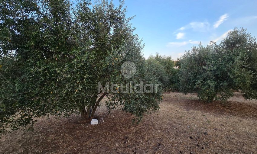 Maison à vendre à Arbaoua - view 19