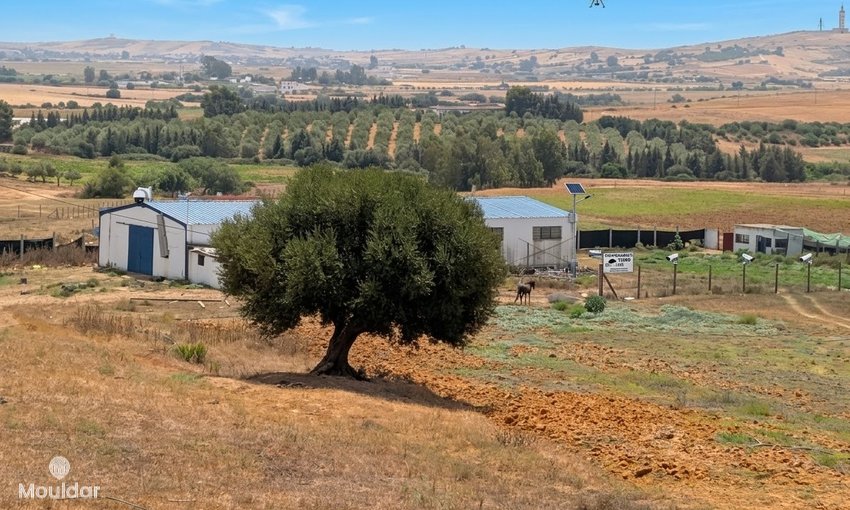 Farm for sale in Asilah - view 4