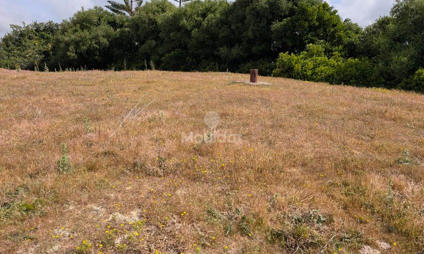 Terrain agricole à vendre à Asilah de 11716 m² - view 2