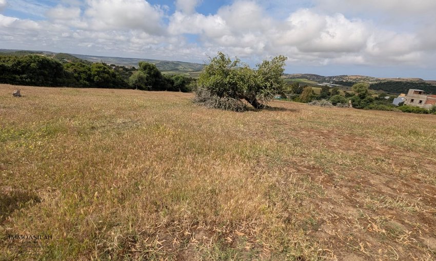 🏡 TERRAIN TITRÉ DE 11 716 M² À VENDRE –  RÉGION D’ASILAH  - view 4