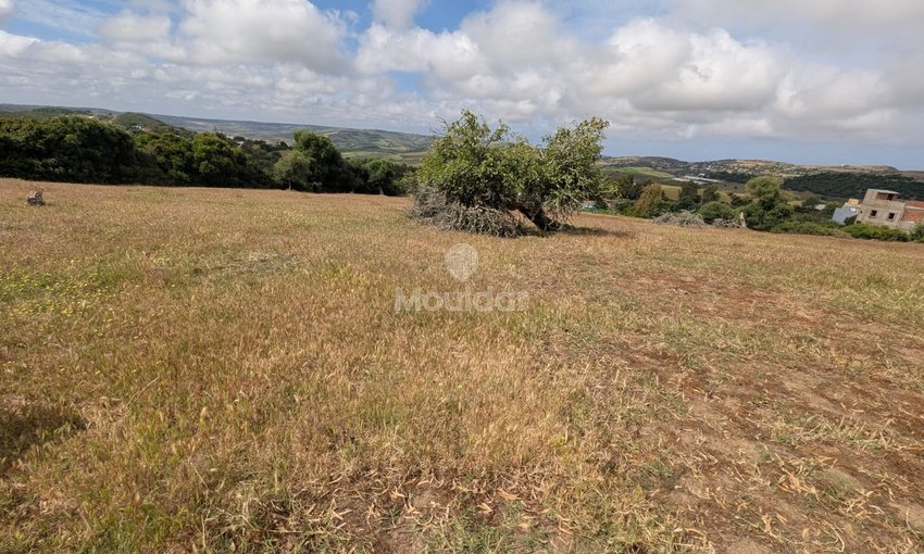 Terrain agricole à vendre à Asilah de 11716 m² - view 4