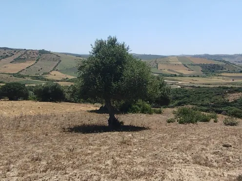 Terrain à vendre | Asilah