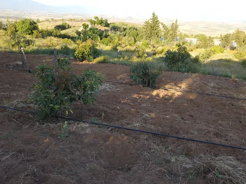 Ferme titrée à vendre | Asilah