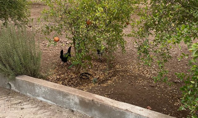 Terrain Titré Agricole à Vendre : 12 000 m²  - 4