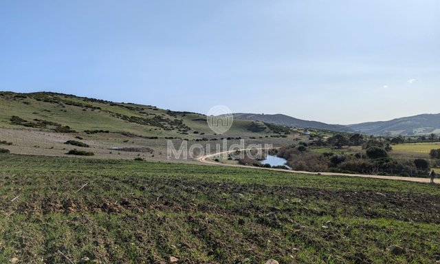 Terrain agricole titré à vendre à Asilah – 16 000 m² - 4