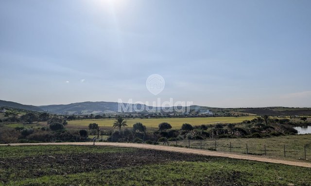 Terrain agricole titré à vendre à Asilah – 16 000 m² - 3