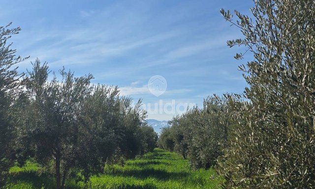 أرض زراعية مساحتها 20,000 متر مربع للبيع في مراكش