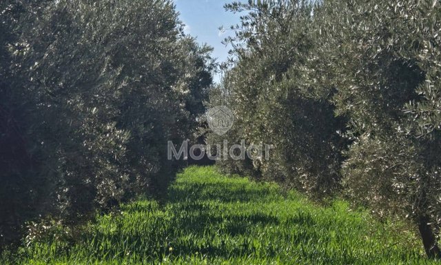 أرض زراعية مساحتها 20,000 متر مربع للبيع في مراكش - 2