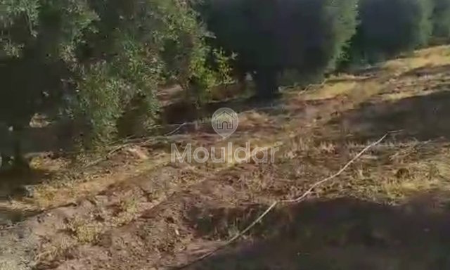 أرض زراعية للبيع في مراكش - فرصة استثنائية