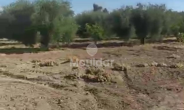 أرض زراعية للبيع في مراكش - فرصة استثنائية - 2