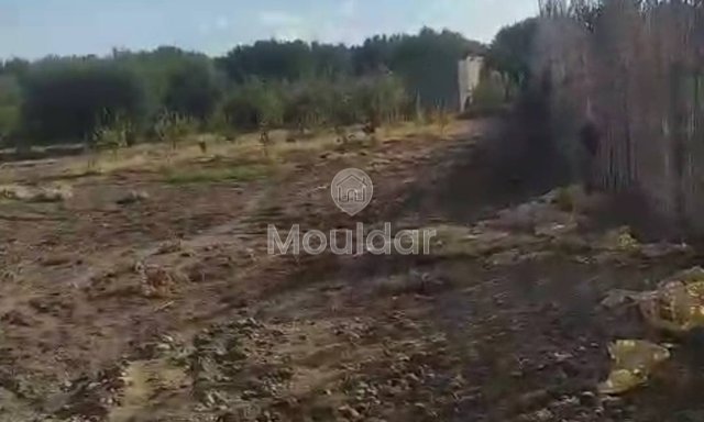 أرض زراعية للبيع في مراكش - فرصة استثنائية - 3