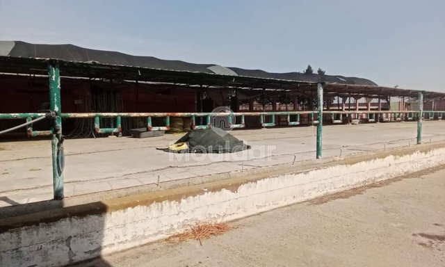 Souk El Arbaa'da Küçük Çiftlik: 27 ha Tarımsal Potansiyel - 4