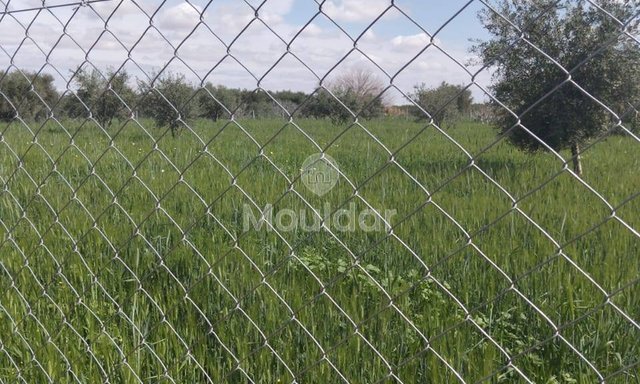 أرض استثنائية للبيع في مراكش - 4205م² زراعي - 3