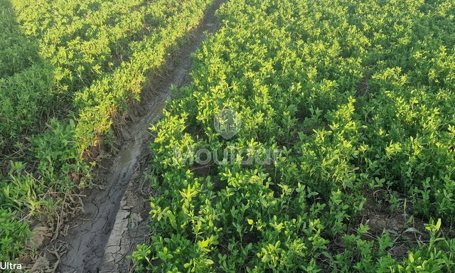 Agricultural Land for Sale in Ksar el-Kebir - 20,000 m² - 2