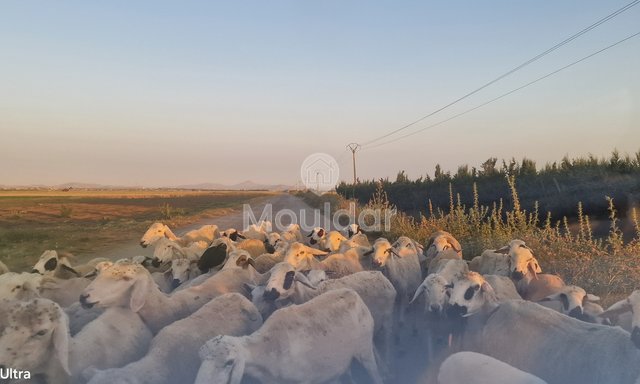 Agricultural Land for Sale in Ksar el-Kebir - 20,000 m² - 3