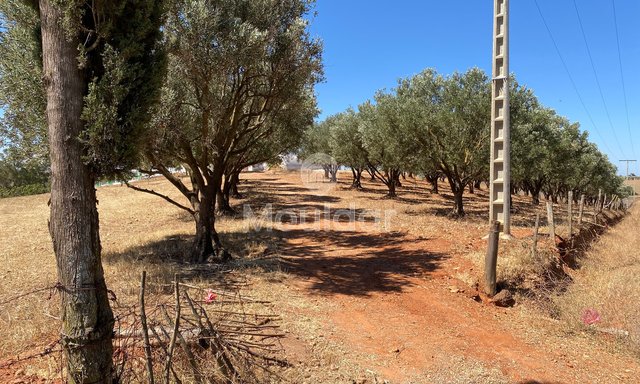 Teren agricol în vânzare în Rabat: O oportunitate unică de 10.000 m²