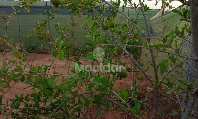 أرض زراعية للبيع في المحمدية - فرصة فريدة - 4