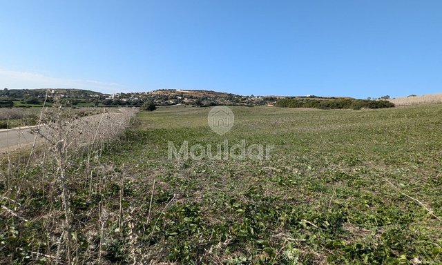 3 Ha de Terrain Agricole à Vendre à Asilah! - 3