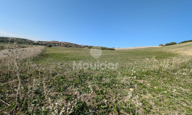 3 Ha de Terrain Agricole à Vendre à Asilah! - 4