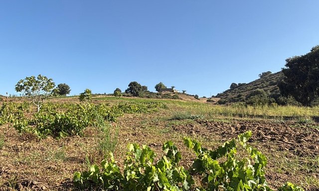 أرض 12 هكتار 6231 م² زراعية - 3