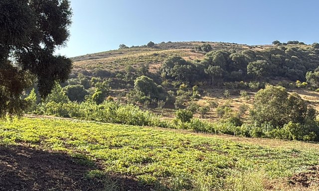 أرض 12 هكتار 6231 م² زراعية - 4