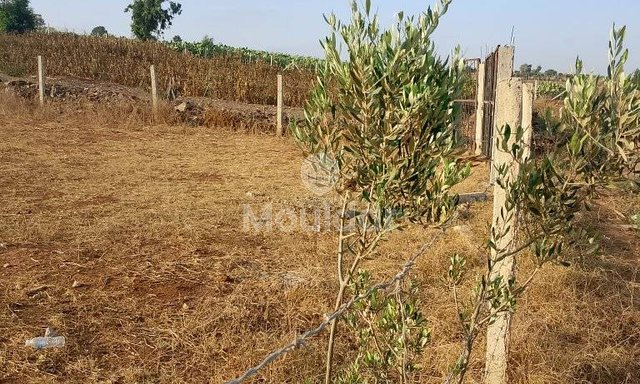 أرض زراعية للبيع في المحمدية - 1000م²