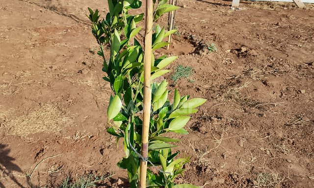 أرض زراعية للبيع في المحمدية - 700م² للفرص - 3