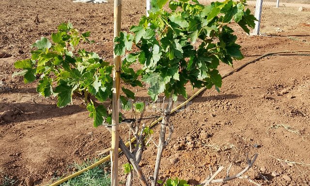 أرض زراعية للبيع في المحمدية - 700م² للفرص - 2