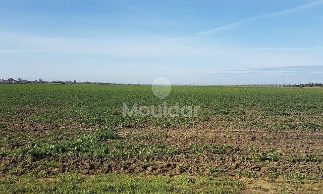 Agricultural Land of 130,000 m² in Ksar el-Kebir for Sale - 3